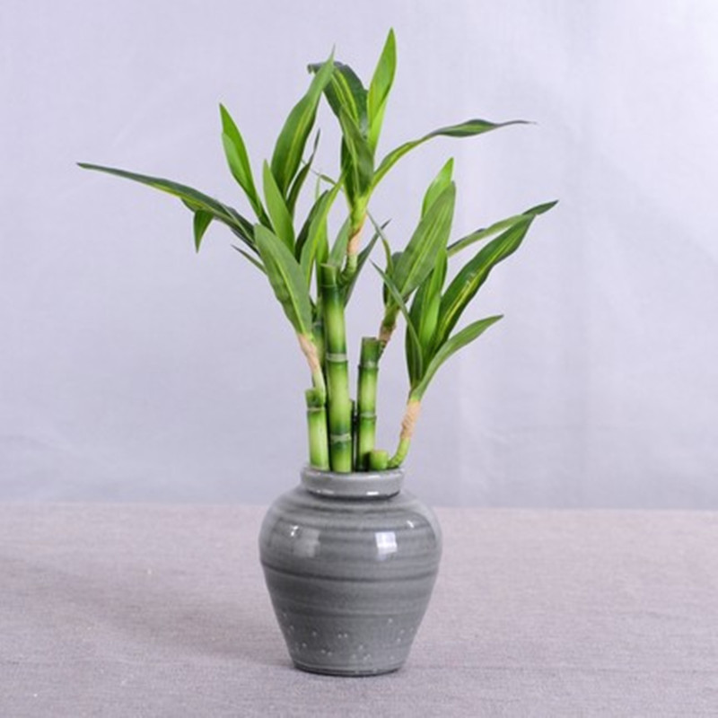 New 40cm Artificial Lucky Bamb - Aquarium Marine Tank review and price